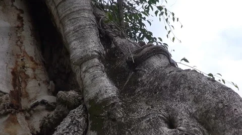 Reticulated Python - Python Reticulatus Stock Footage 58390483