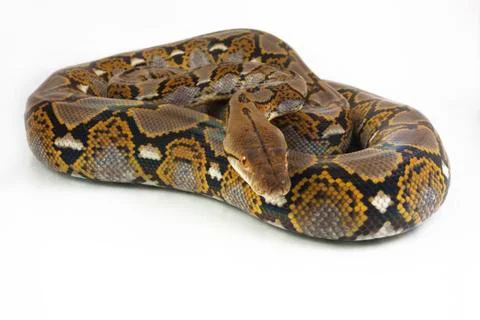 Reticulated Python (Python reticulatus) isolated on white background. Photos