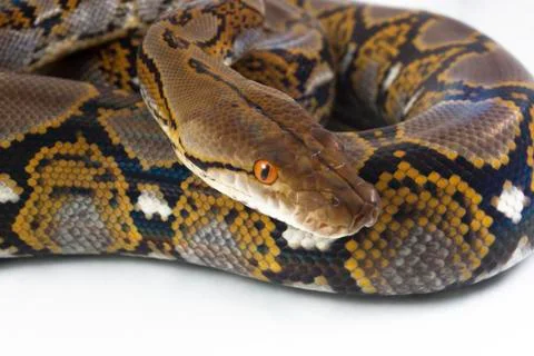 Reticulated Python (Python reticulatus) isolated on white background. Photos