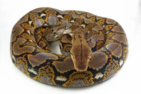 Reticulated Python (Python reticulatus) isolated on white background. 写真素材