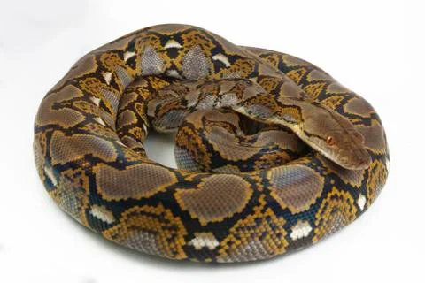 Reticulated Python (Python reticulatus) isolated on white background. 写真素材