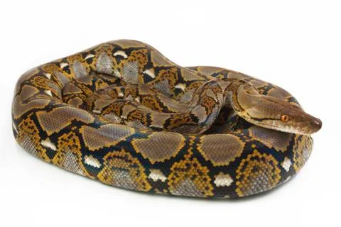 Reticulated Python (Python reticulatus) isolated on white background. 写真素材