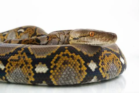Reticulated Python (Python reticulatus) isolated on white background. Photos