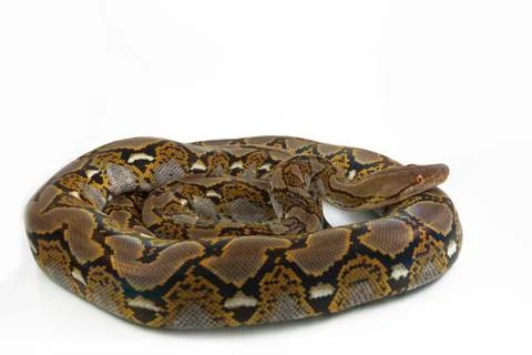 Reticulated Python (Python reticulatus) isolated on white background. Foto stock