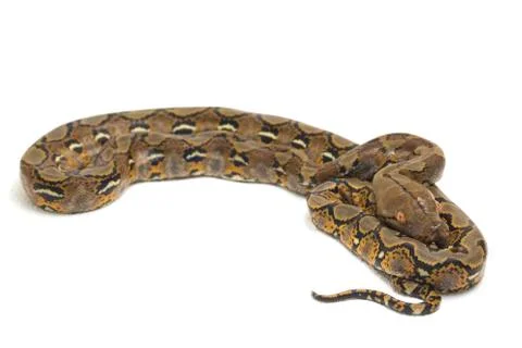 Reticulated Python (Python reticulatus) isolated on white background. 스톡 사진