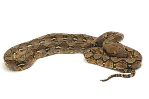 Reticulated Python (Python reticulatus) isolated on white background. Photos