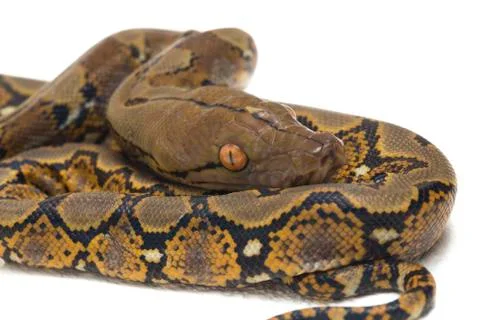 Reticulated Python (Python reticulatus) isolated on white background. Photos