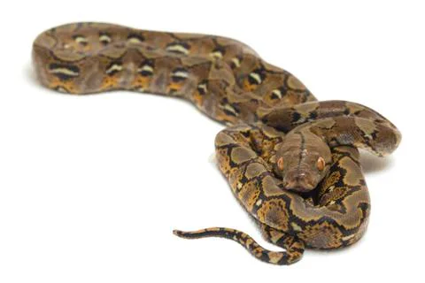 Reticulated Python (Python reticulatus) isolated on white background. Stock Photos