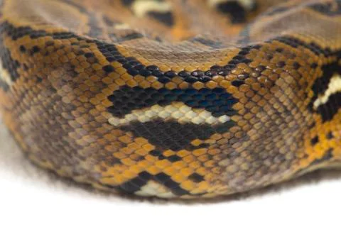 Reticulated Python (Python reticulatus) isolated on white background. 写真素材