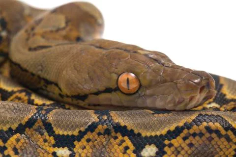 Reticulated Python (Python reticulatus) isolated on white background. Stock Photos