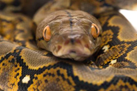 Reticulated Python (Python reticulatus) isolated on white background. 스톡 사진
