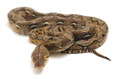 Reticulated Python (Python reticulatus) isolated on white background. 写真素材