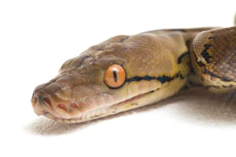Reticulated Python (Python reticulatus) isolated on white background. Photos