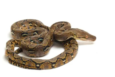 Reticulated Python (Python reticulatus) isolated on white background. 写真素材