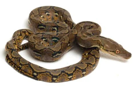 Reticulated Python (Python reticulatus) isolated on white background. Photos
