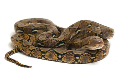 Reticulated Python (Python reticulatus) isolated on white background. 写真素材