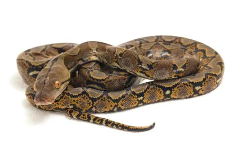 Reticulated Python (Python reticulatus) isolated on white background. Photos