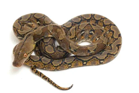 Reticulated Python (Python reticulatus) isolated on white background. Photos