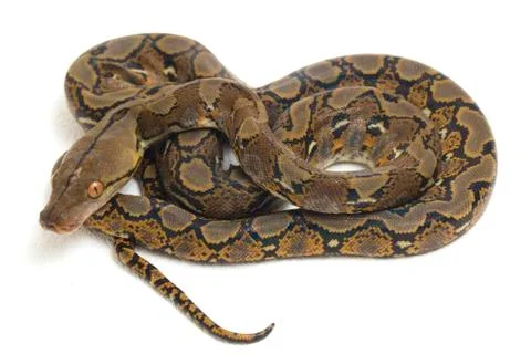 Reticulated Python (Python reticulatus) isolated on white background. Photos