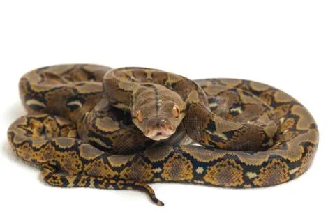 Reticulated Python (Python reticulatus) isolated on white background. Photos