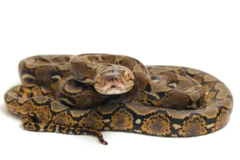 Reticulated Python (Python reticulatus) isolated on white background. Photos