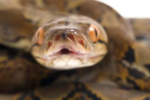 Reticulated Python (Python reticulatus) isolated on white background. Photos