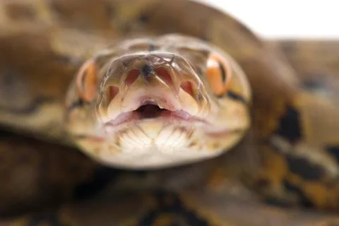 Reticulated Python (Python reticulatus) isolated on white background. Photos