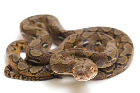 Reticulated Python (Python reticulatus) isolated on white background. 스톡 사진
