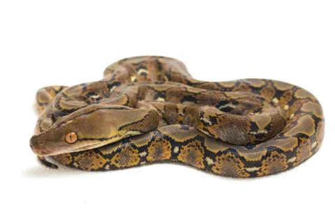 Reticulated Python (Python reticulatus) isolated on white background. Photos