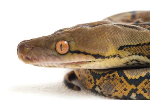 Reticulated Python (Python reticulatus) isolated on white background. Photos