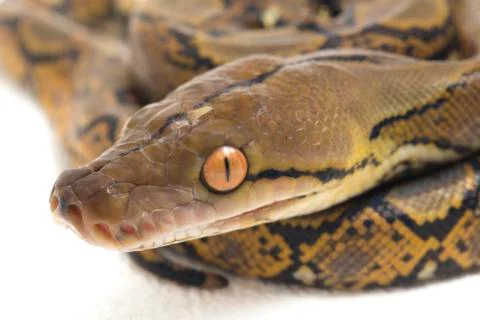 Reticulated Python (Python reticulatus) isolated on white background. Stock Photos