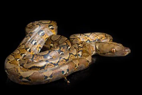 Reticulated Python (Python reticulatus) isolated on black background. Stock Photos