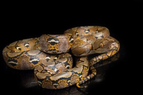 Reticulated Python (Python reticulatus) isolated on black background. Photos