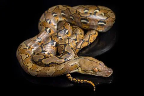 Reticulated Python (Python reticulatus) isolated on black background. 写真素材