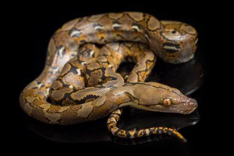 Reticulated Python (Python reticulatus) isolated on black background. Stock Photos