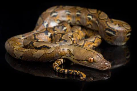 Reticulated Python (Python reticulatus) isolated on black background. Photos