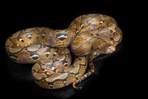Reticulated Python (Python reticulatus) isolated on black background. Photos