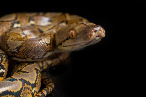 Reticulated Python (Python reticulatus) isolated on black background. Stock Photos
