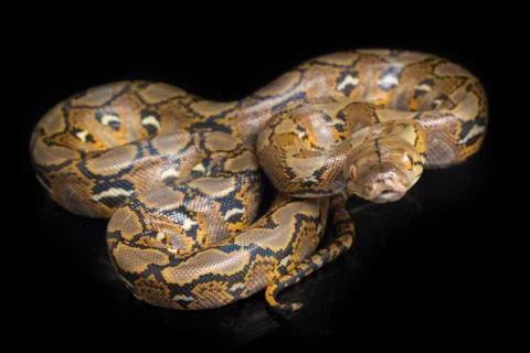Reticulated Python (Python reticulatus) isolated on black background. Photos