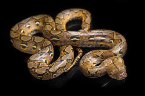 Reticulated Python (Python reticulatus) isolated on black background. 스톡 사진