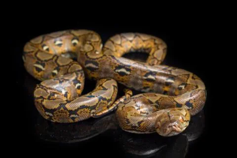 Reticulated Python (Python reticulatus) isolated on black background. 스톡 사진