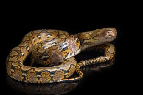 Reticulated Python (Python reticulatus) isolated on black background. Photos