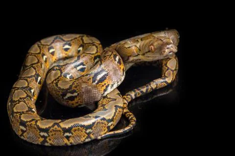 Reticulated Python (Python reticulatus) isolated on black background. Photos