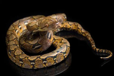 Reticulated Python (Python reticulatus) isolated on black background. Photos