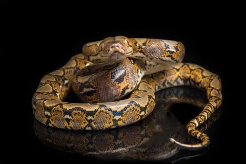 Reticulated Python (Python reticulatus) isolated on black background. Photos