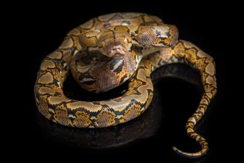 Reticulated Python (Python reticulatus) isolated on black background. 写真素材