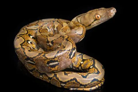 Reticulated Python (Python reticulatus) isolated on black background. Photos