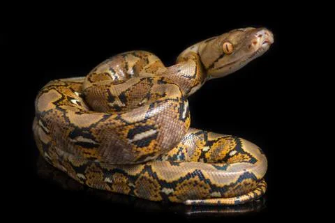 Reticulated Python (Python reticulatus) isolated on black background. 写真素材