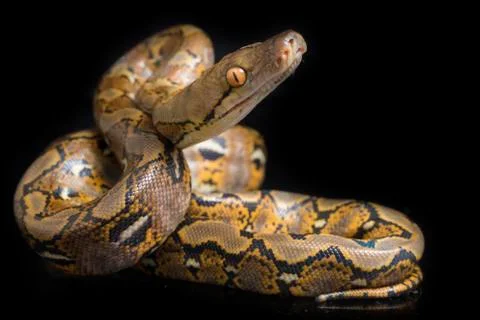 Reticulated Python (Python reticulatus) isolated on black background. 写真素材