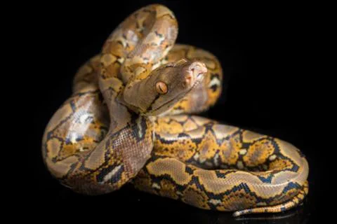 Reticulated Python (Python reticulatus) isolated on black background. 写真素材